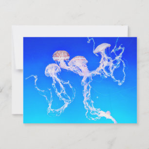 Carte Postale Monterey Jellyfish