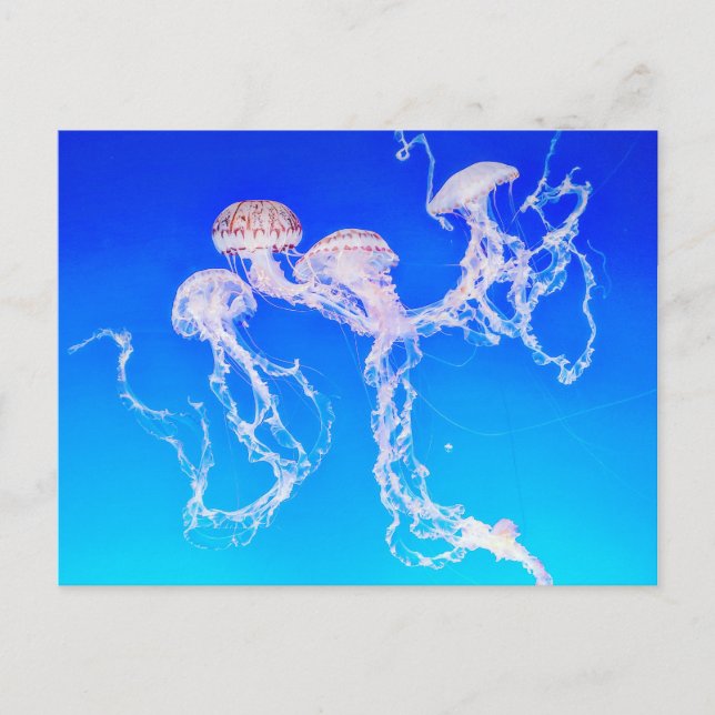 Carte Postale Monterey Jellyfish (Devant)