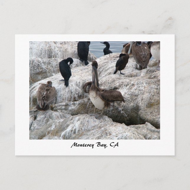 Carte postale Monterey Pelicans (Devant)