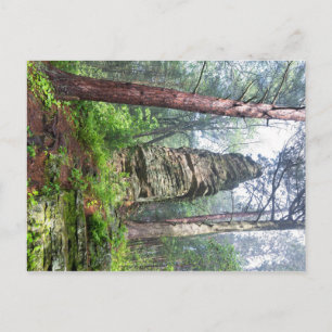 Carte Postale Monticule castrée dans la forêt de l'État