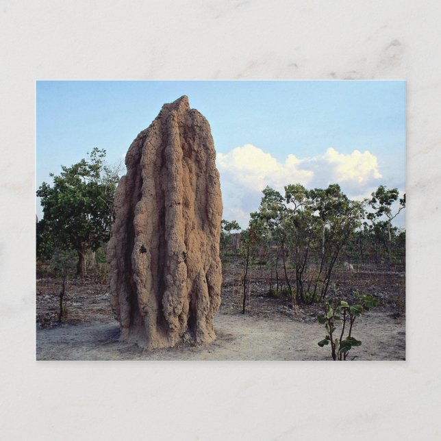 Carte Postale Monticule géante de termite, Territoire du Nord, A (Devant)