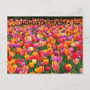 CARTE POSTALE MONTRÉAL TULIPS