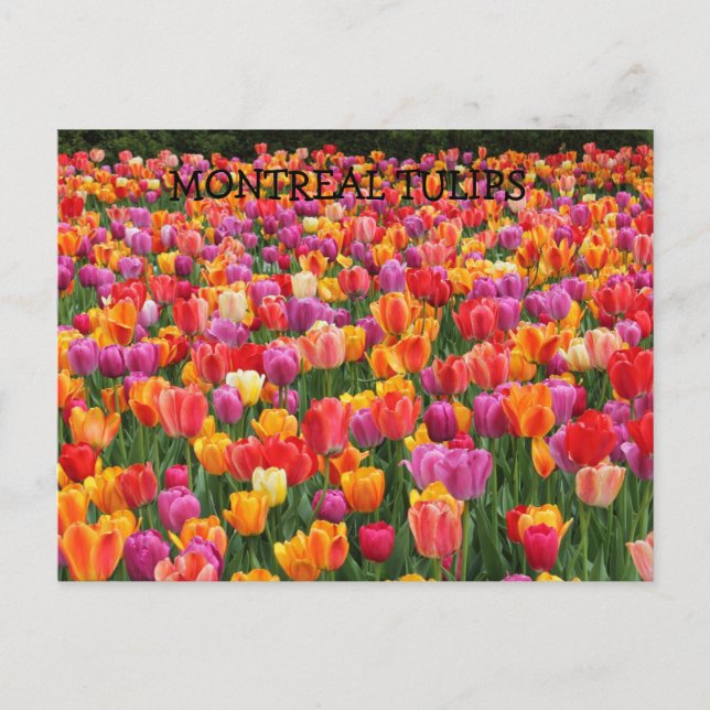 CARTE POSTALE MONTRÉAL TULIPS (Devant)