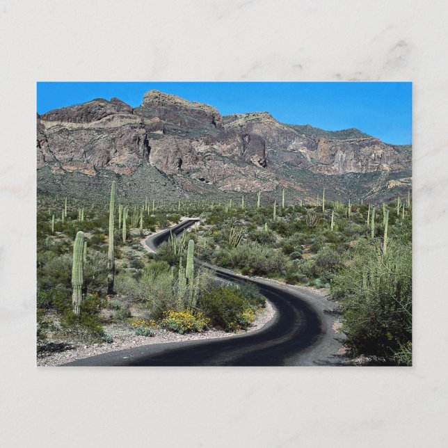 Carte Postale Monts Ajo, Organ Pipe Cactus Monument National (Devant)