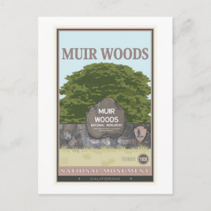 Carte Postale Monument national de Muir Woods 2