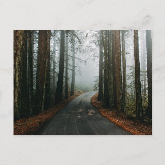 Carte Postale Monument national de Muir Woods, Mill Valley, USA (Devant)