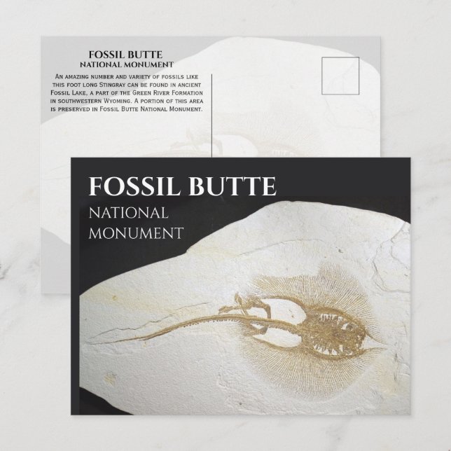 Carte Postale Monument national de Sting Ray Fossil, Fossil Butt (Devant / Derrière)