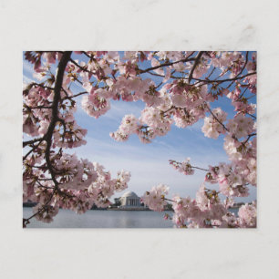 Carte Postale Monuments   Mémorial Jefferson Cerisiers en Fleurs