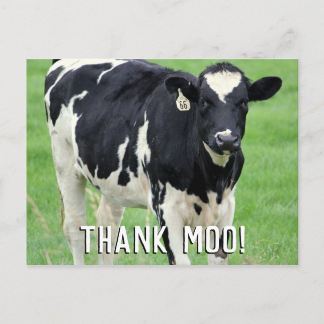 Carte postale Moo Cow Merci (Devant)