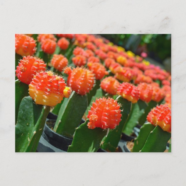 Carte Postale Moon Cactus (Devant)