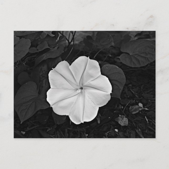 Carte postale Moon Flower (Devant)