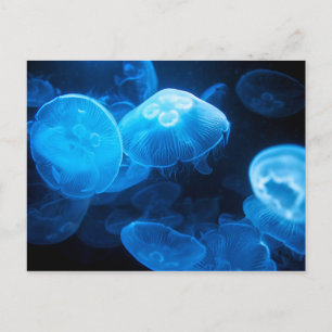 Carte Postale Moon Jellyfish (Aurelia Aurita)