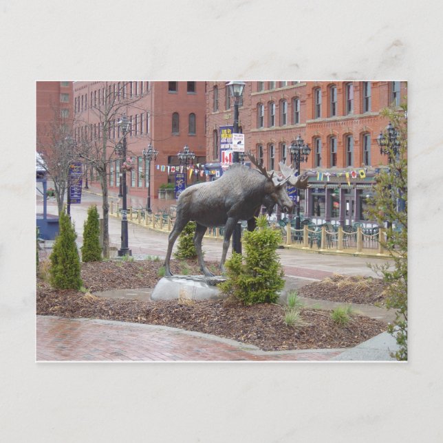 Carte Postale Mooooose ! St John (N.-B.) (Devant)