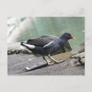 Carte postale Moorhen