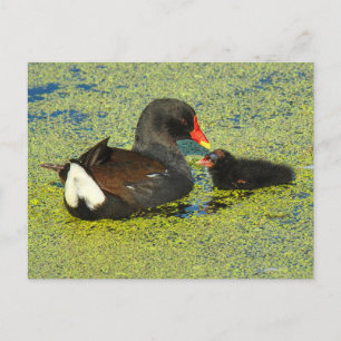 Carte Postale Moorhen avec bébé