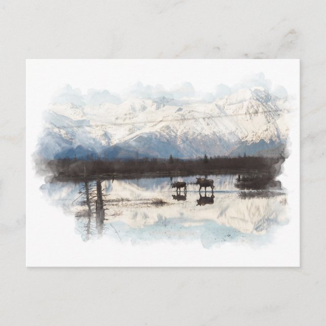 Carte postale Moose (Devant)