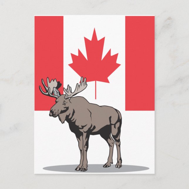 Carte Postale Moose Canada (Devant)