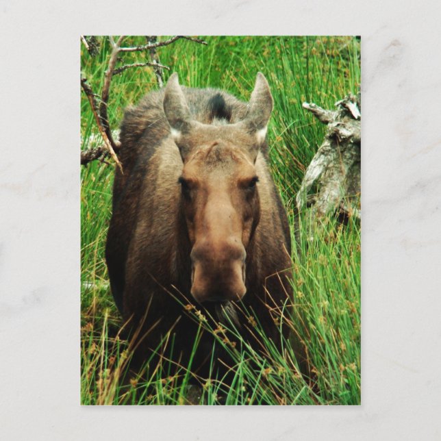 Carte Postale Moose canadienne (Devant)