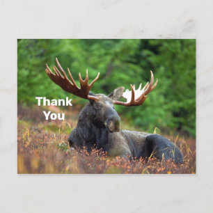Carte postale Moose Merci