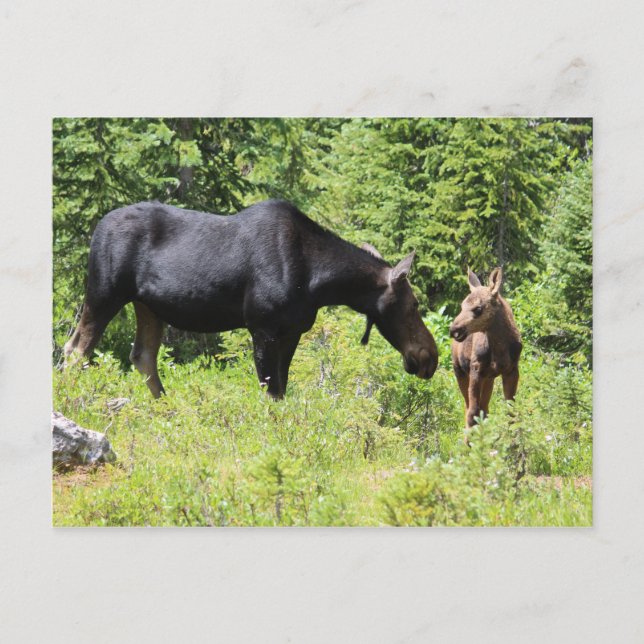 Carte Postale Moose Mom and Calf (Devant)