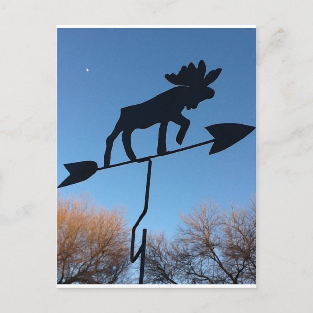 Carte Postale Moose weathervane (Devant)