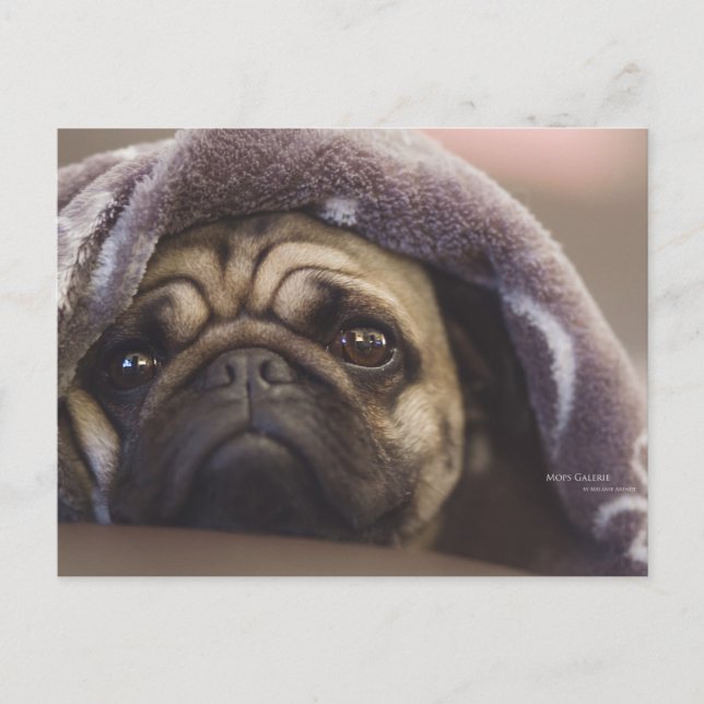 Carte Postale Mops Aura (Devant)