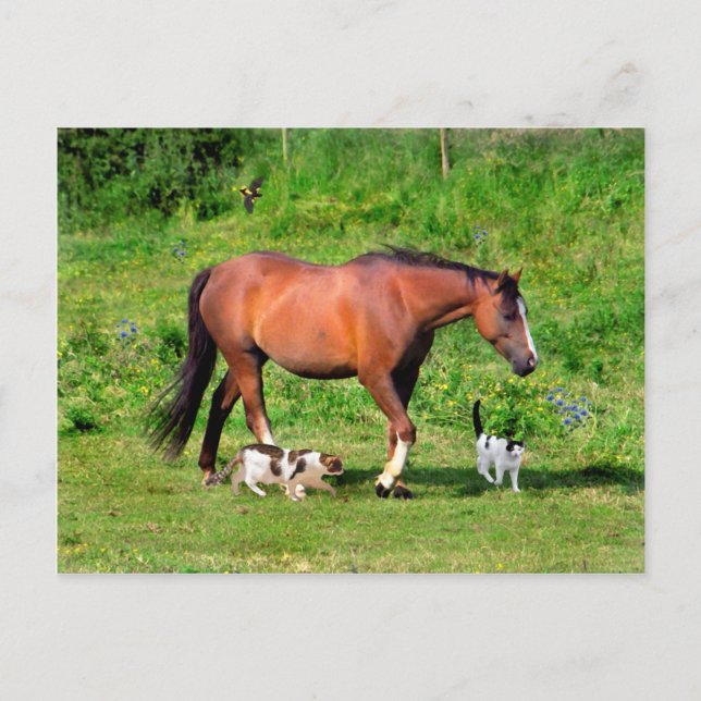 Carte postale "Morning Stroll" (Devant)