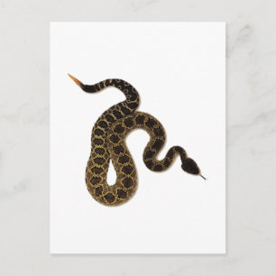 Carte Postale Morsures venimeuses