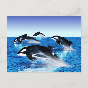 Carte Postale Morue de baleine tueuse