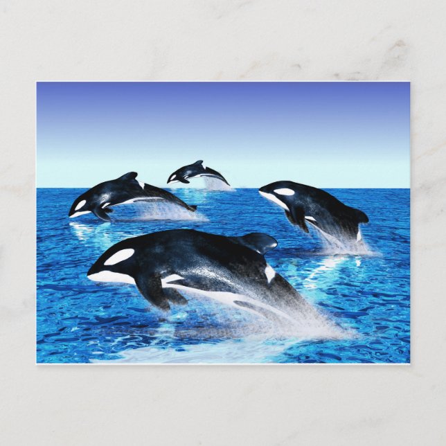 Carte Postale Morue de baleine tueuse (Devant)