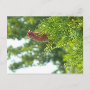 Carte postale Moss To Crown - Red Finch
