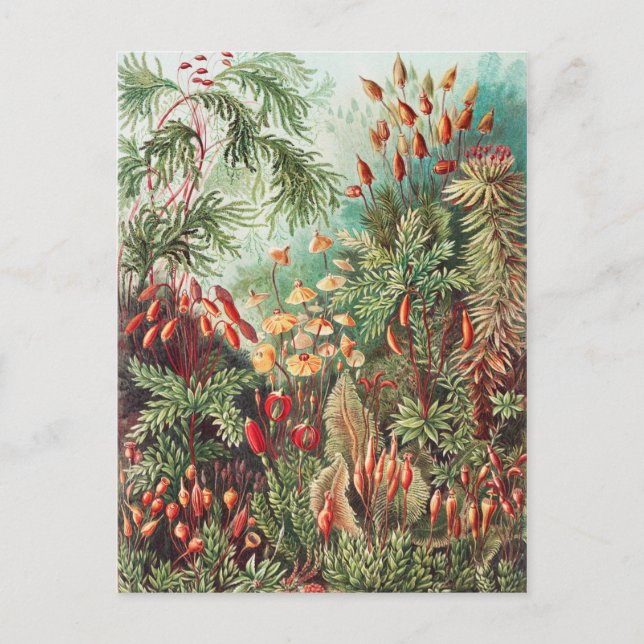 Carte Postale Mosses, Muscinae Laubmoose par Ernst Haeckel (Devant)