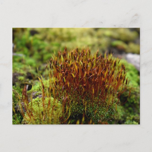 Carte Postale Mosses, Printemps éveil (Devant)