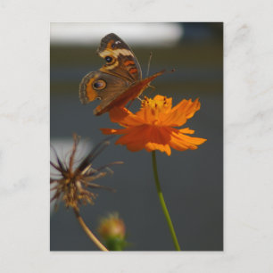 Carte Postale Moth Coreopsis