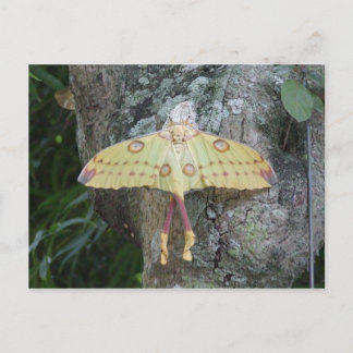 Carte Postale Moth lunaire
