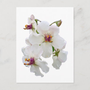 Carte Postale Moth Mullein Fleur sauvage