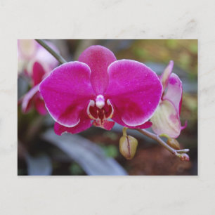 Carte postale Moth Orchid