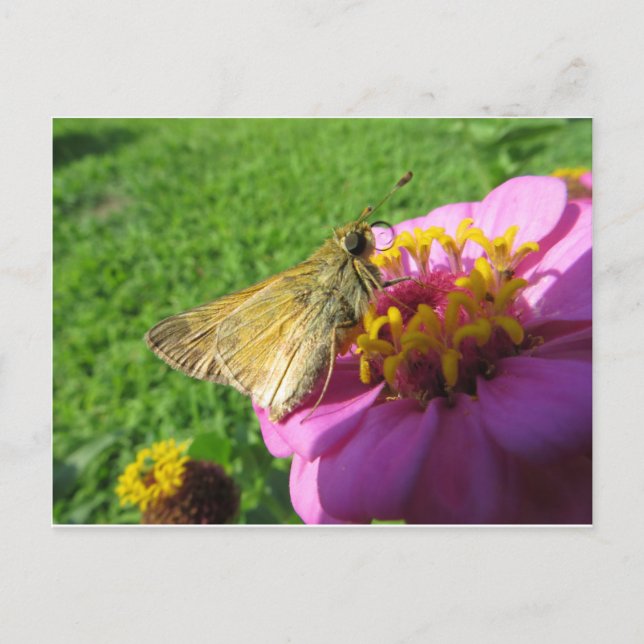 Carte Postale Moth Sur Fleur (Devant)