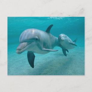 CARTE POSTALE MOTHER AND BABY CALF DOLPHIN