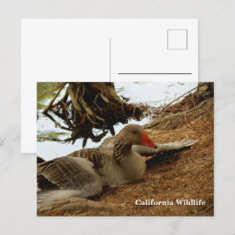 Carte postale Mother Goose