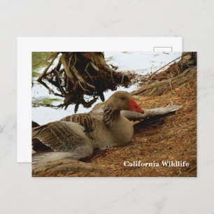 Carte postale Mother Goose