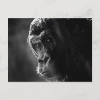 Carte postale Mother Gorilla