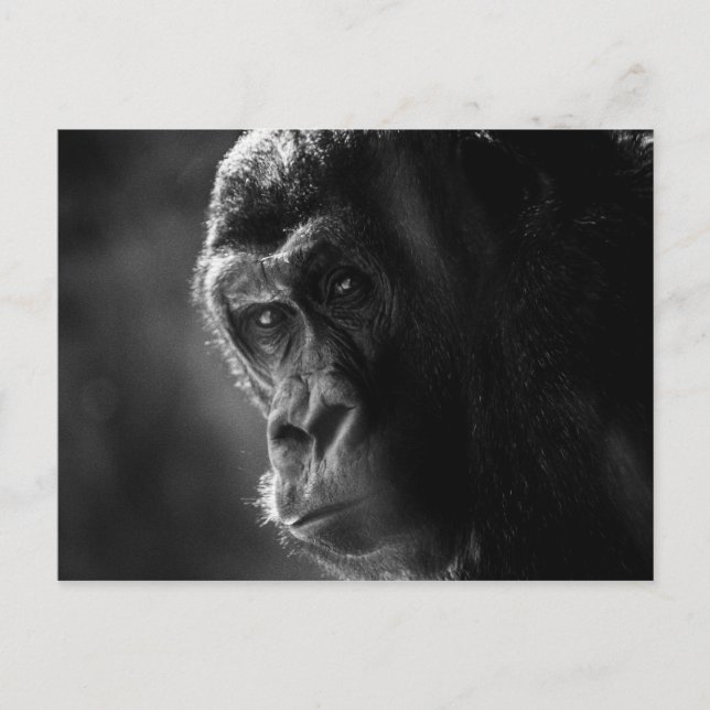 Carte postale Mother Gorilla (Devant)