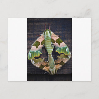 Carte Postale Moths Lime Hawk