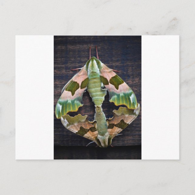 Carte Postale Moths Lime Hawk (Devant)