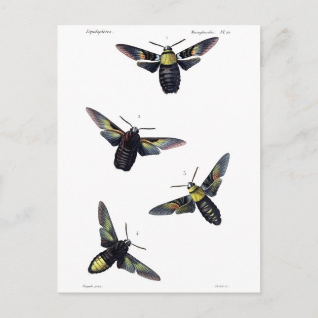 Carte Postale Moths victoriennes (Devant)