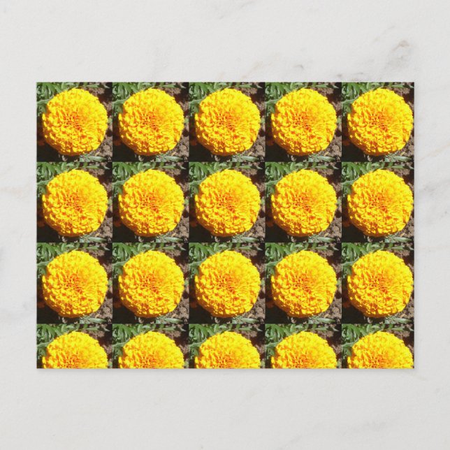 Carte Postale Motif africain des Marigolds (Devant)