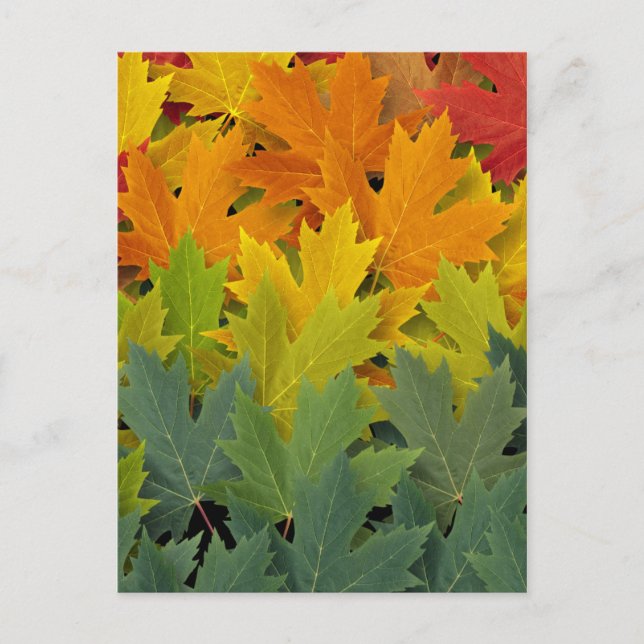 Carte Postale Motif d'automne 2 (Devant)