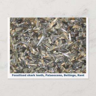 Carte Postale Motif de dents de requin fossile