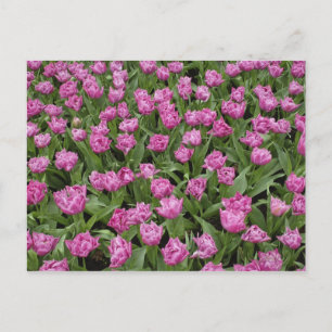 Carte Postale Motif floral de tulipes, Jardins de Keukenhof,